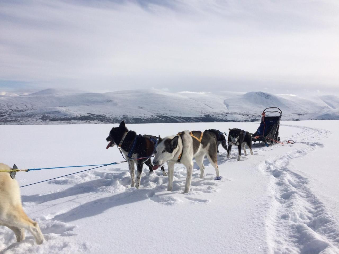 Jotunheimen Husky Lodge Randsverk Ngoại thất bức ảnh